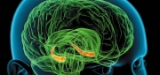 memory-hippocampus-brain.jpg