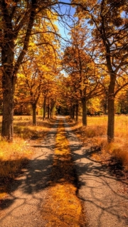 Wallpaper-HD-Background-Nature-Autumn-Image-31.jpg