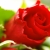 گل رز سرخ